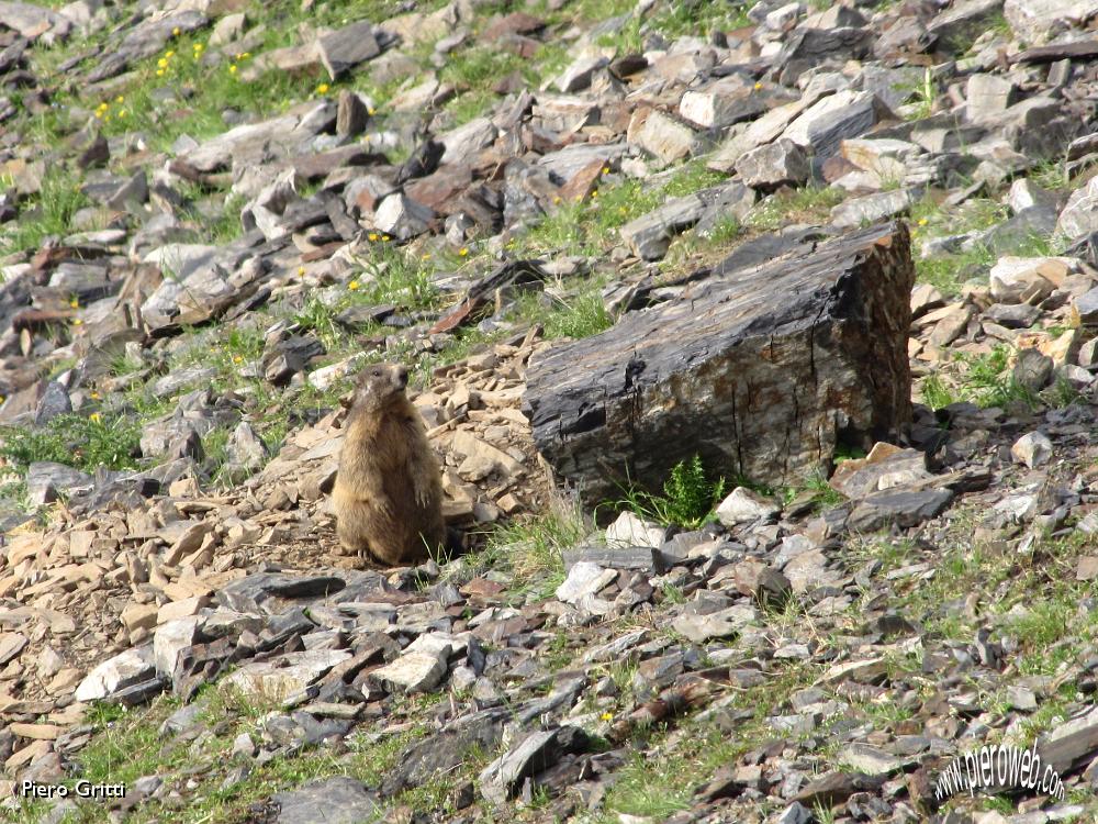 92 Marmotta nel suo habitat.jpg
